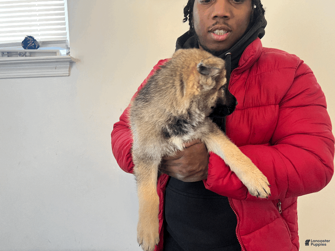 German Shepherd dogs for sale: Mana - Ad 2