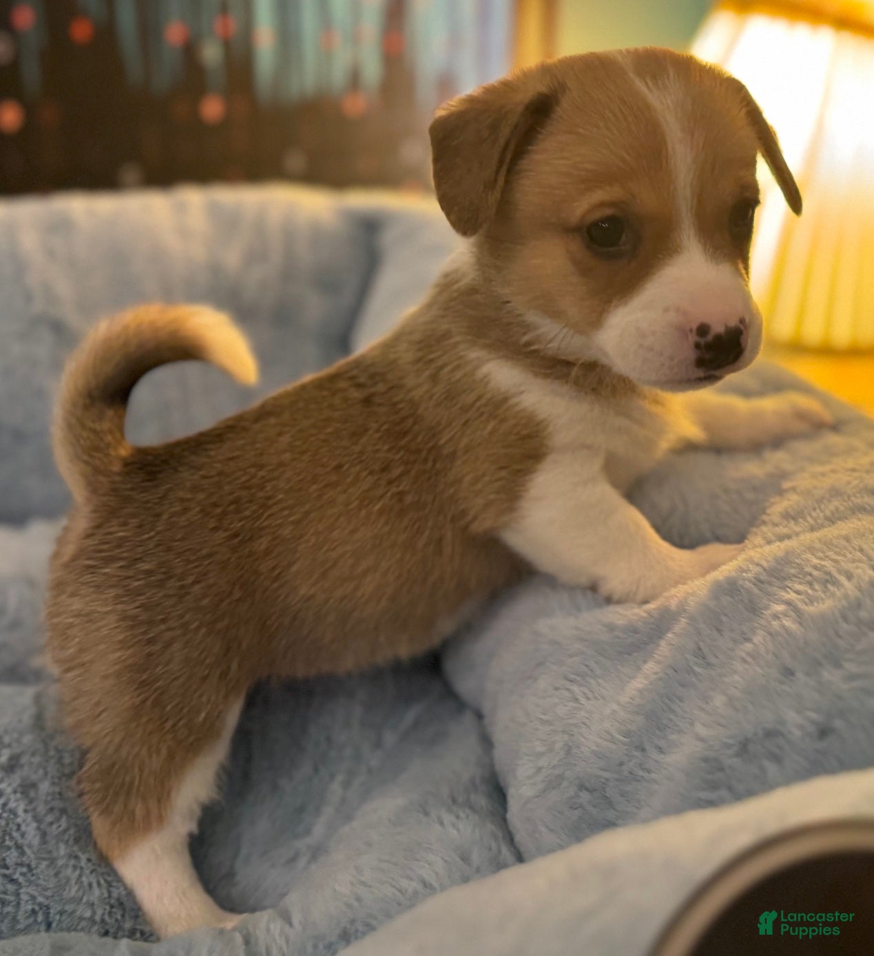 Mixed Breed dogs Fawny Willow - Ad 10