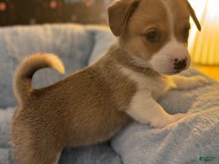 Mixed Breed dogs Fawny Willow - Ad 10