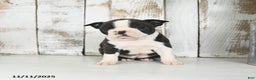 Boston Terrier dogs for sale: Willow - Ad 4