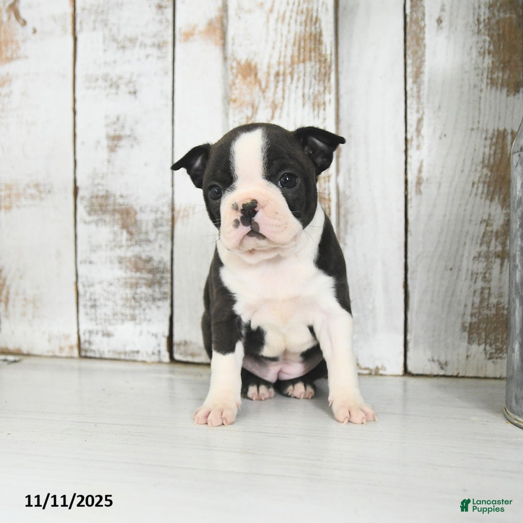 Boston Terrier dogs for sale: Willow - Ad 4