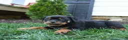 Rottweiler dogs for sale: Crumpet - Ad 3