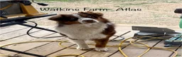 Australian Shepherd dogs for sale: Lemon - Ad 9