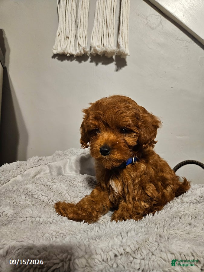 Cockapoo dogs Teddy - Ad 2
