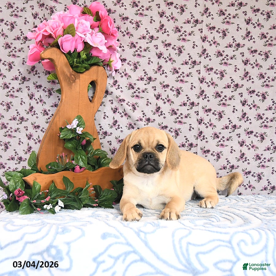 Puggle dogs Karina - Ad 1