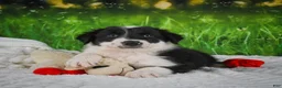 Border Collie dogs for sale: Jackson - Ad 3