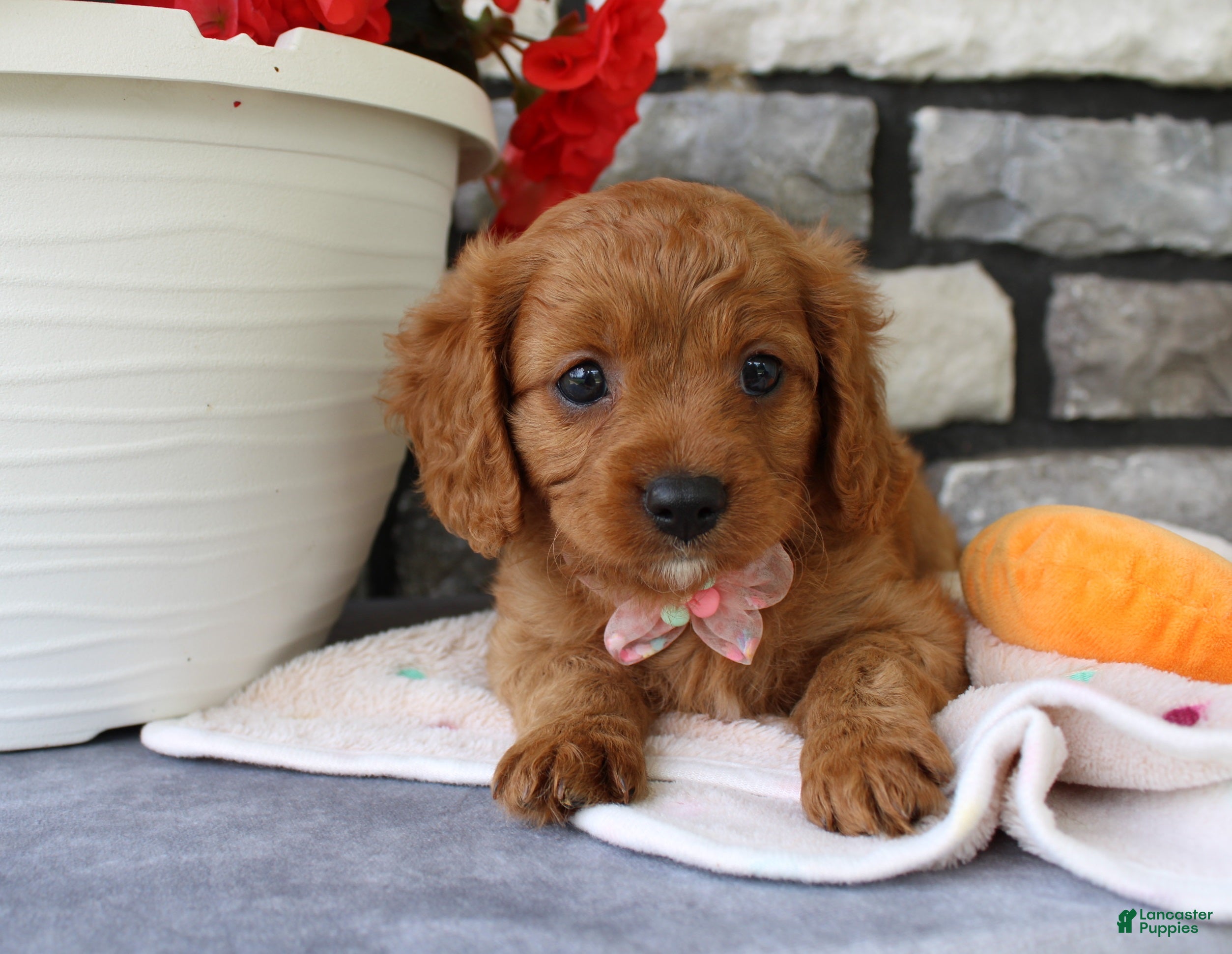 Cavapoo dogs Sierra - Ad 2