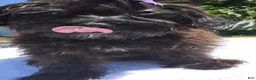 Yorkiepoo dogs for sale: Yorkiepoo Female 3-Month-Old ❤️ - Ad 4