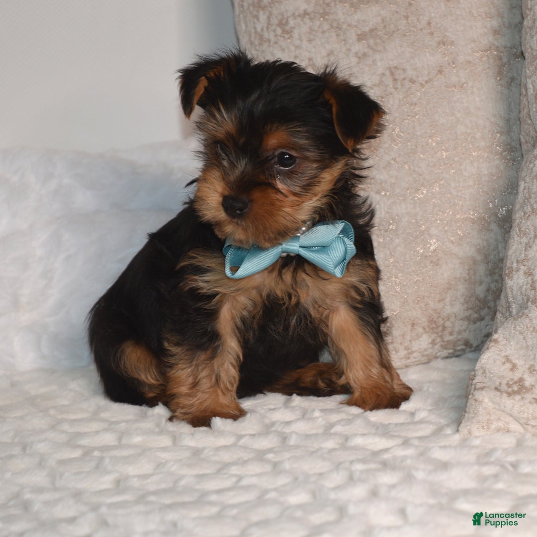 Yorkshire Terrier dogs for sale: Dash - Ad 2