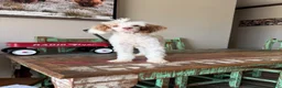Miniature Poodle dogs for sale: Akc 🧬 Tested Clear Atat Kyky S/S bb  - Ad 5
