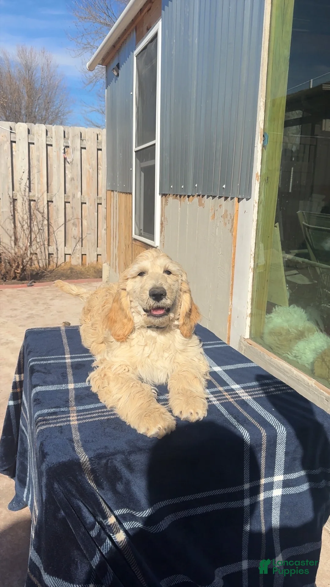 Goldendoodle dogs for sale: Oliver - Ad 2