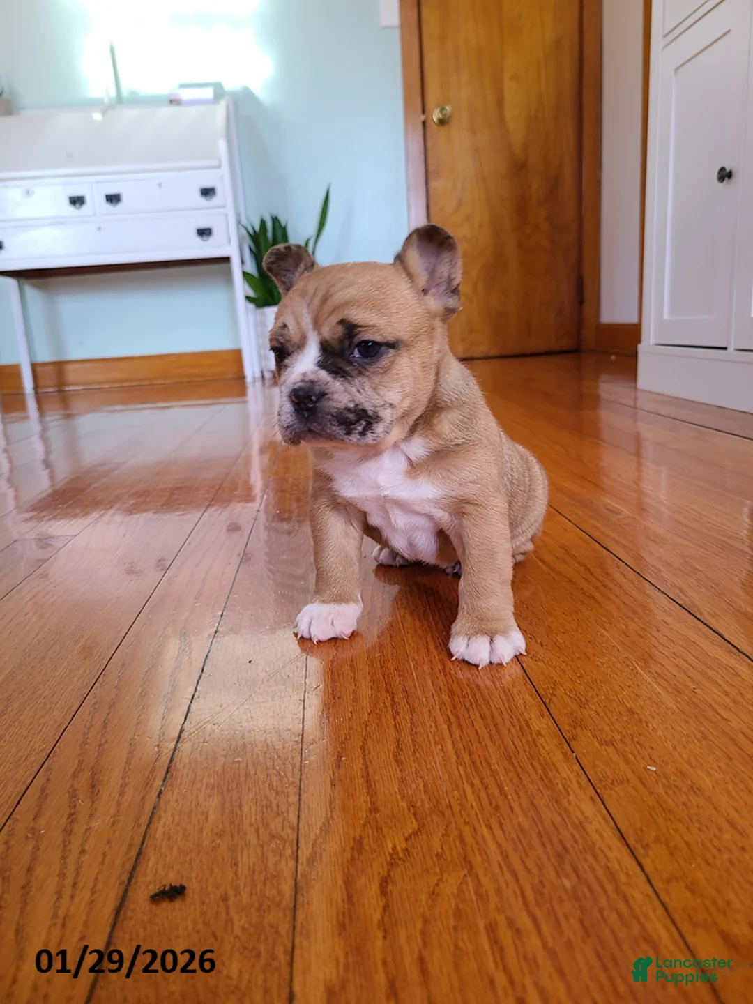 Mixed Breed dogs for sale: Milo - Ad 11