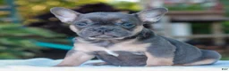 French Bulldog dogs for sale: Dillon  - Ad 3