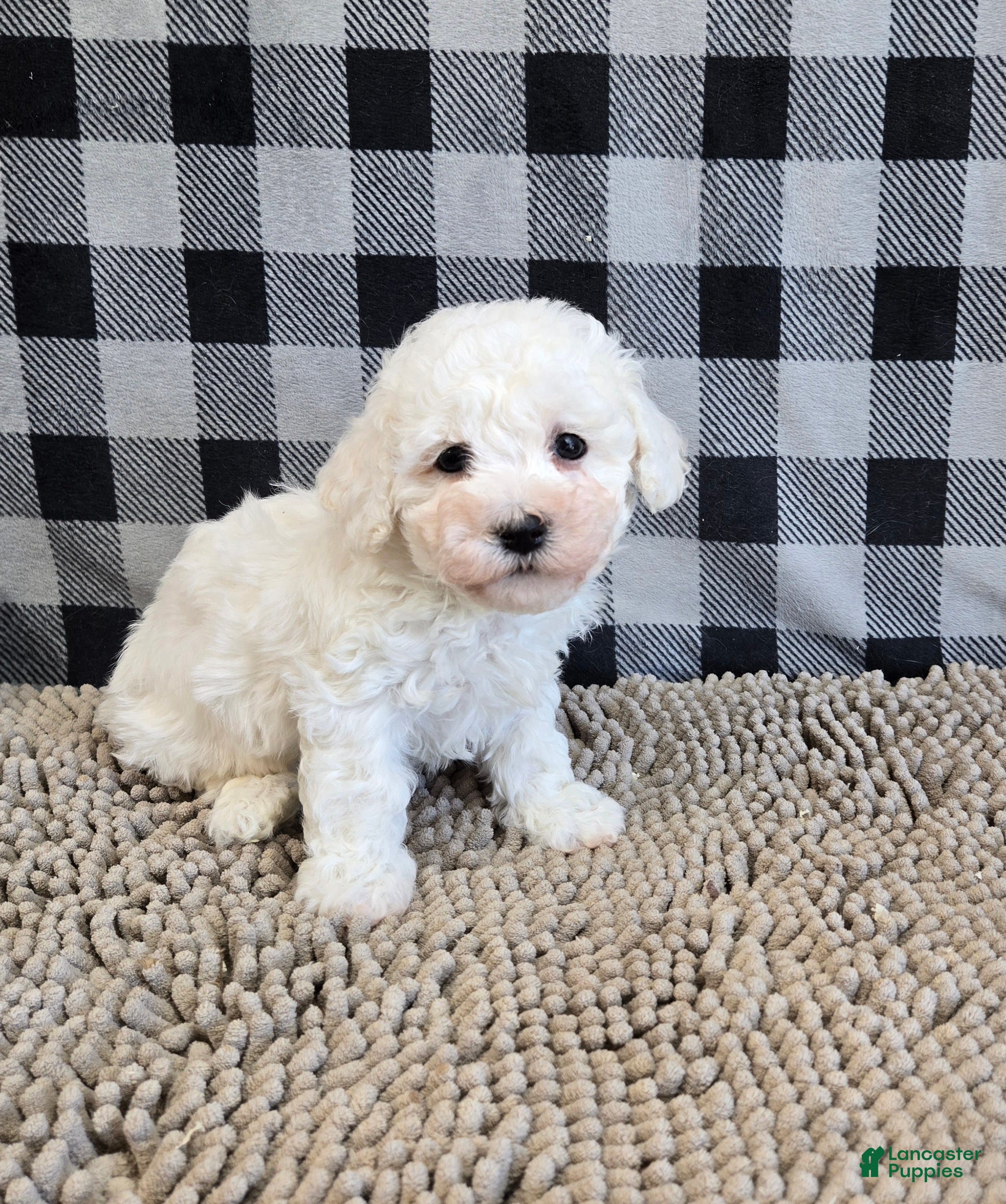 Bichon Frise dogs Bruce - Ad 1