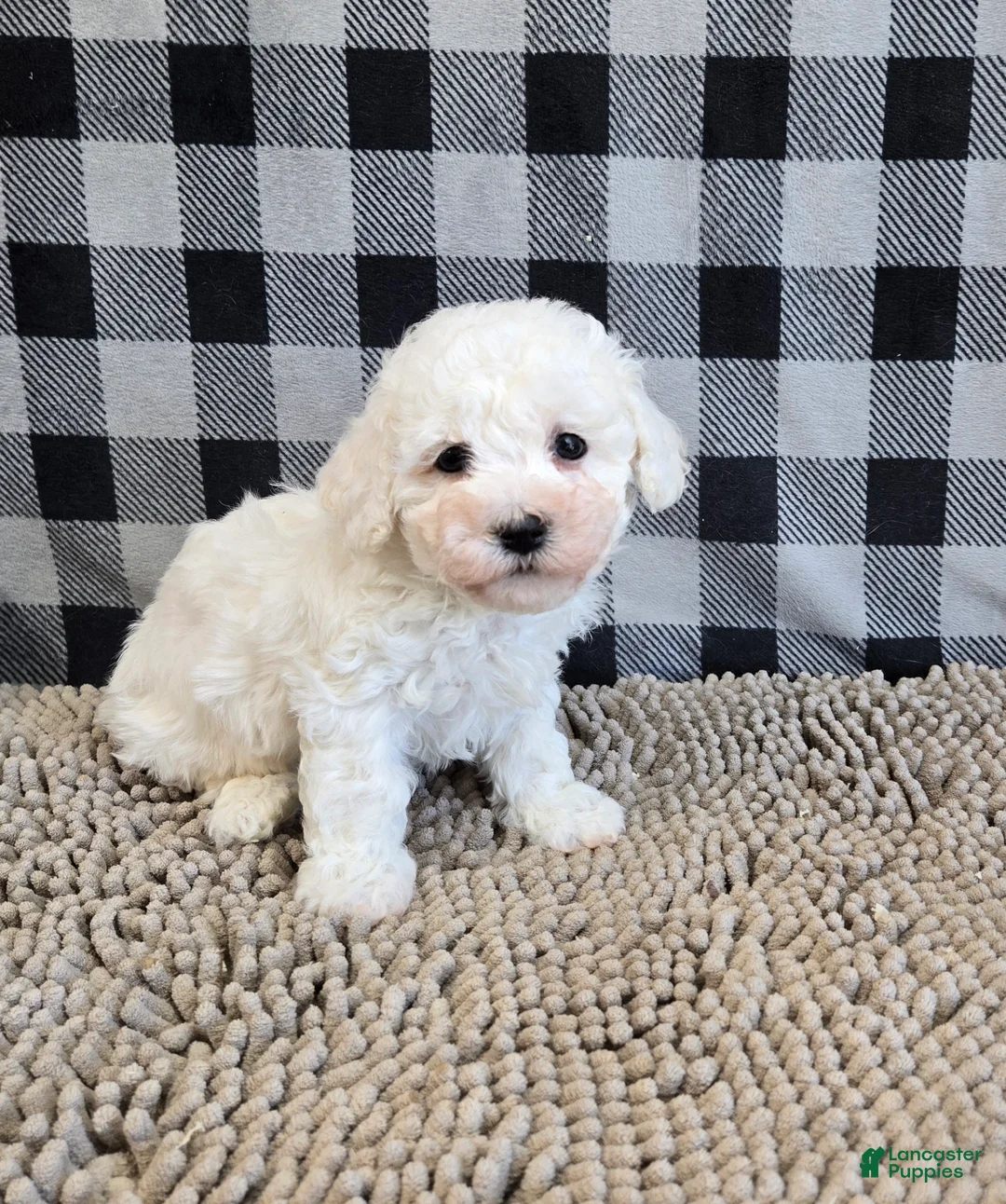 Bichon Frise dogs for sale: Bruce - Ad 1