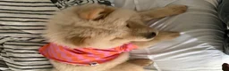 Chow Chow dogs for sale: Chow Chow 1 - Ad 4