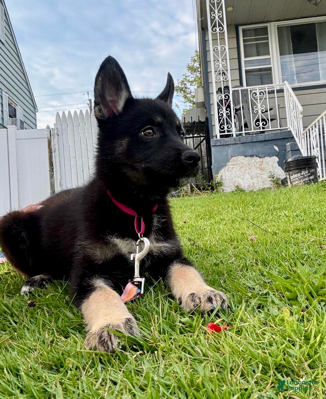 Gerberian Shepsky dogs Athena - Ad 1