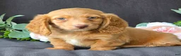 Miniature Dachshund dogs for sale: Dixon - Ad 4