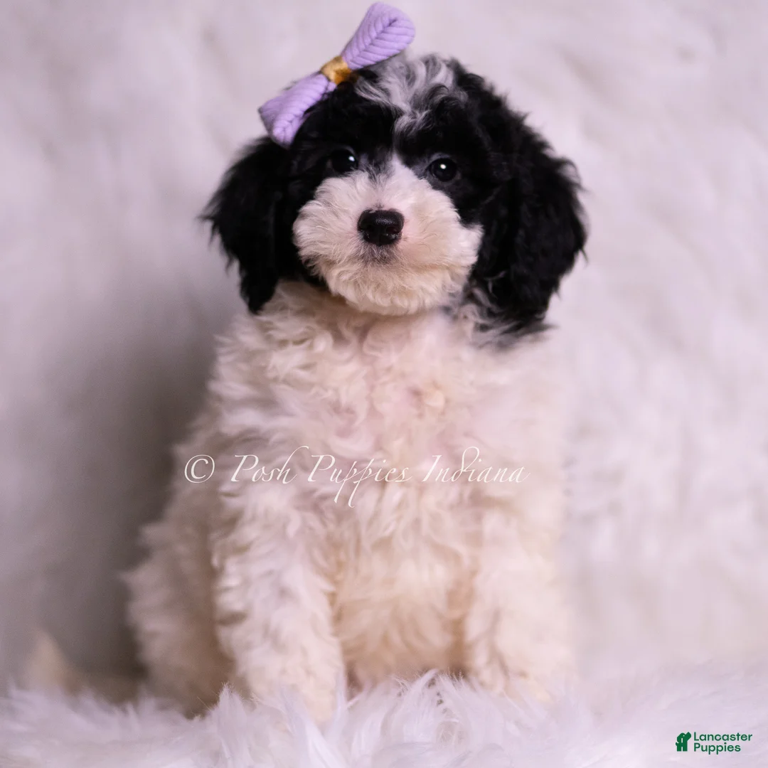 Mini Goldendoodle dogs for sale: Rissa - Ad 4