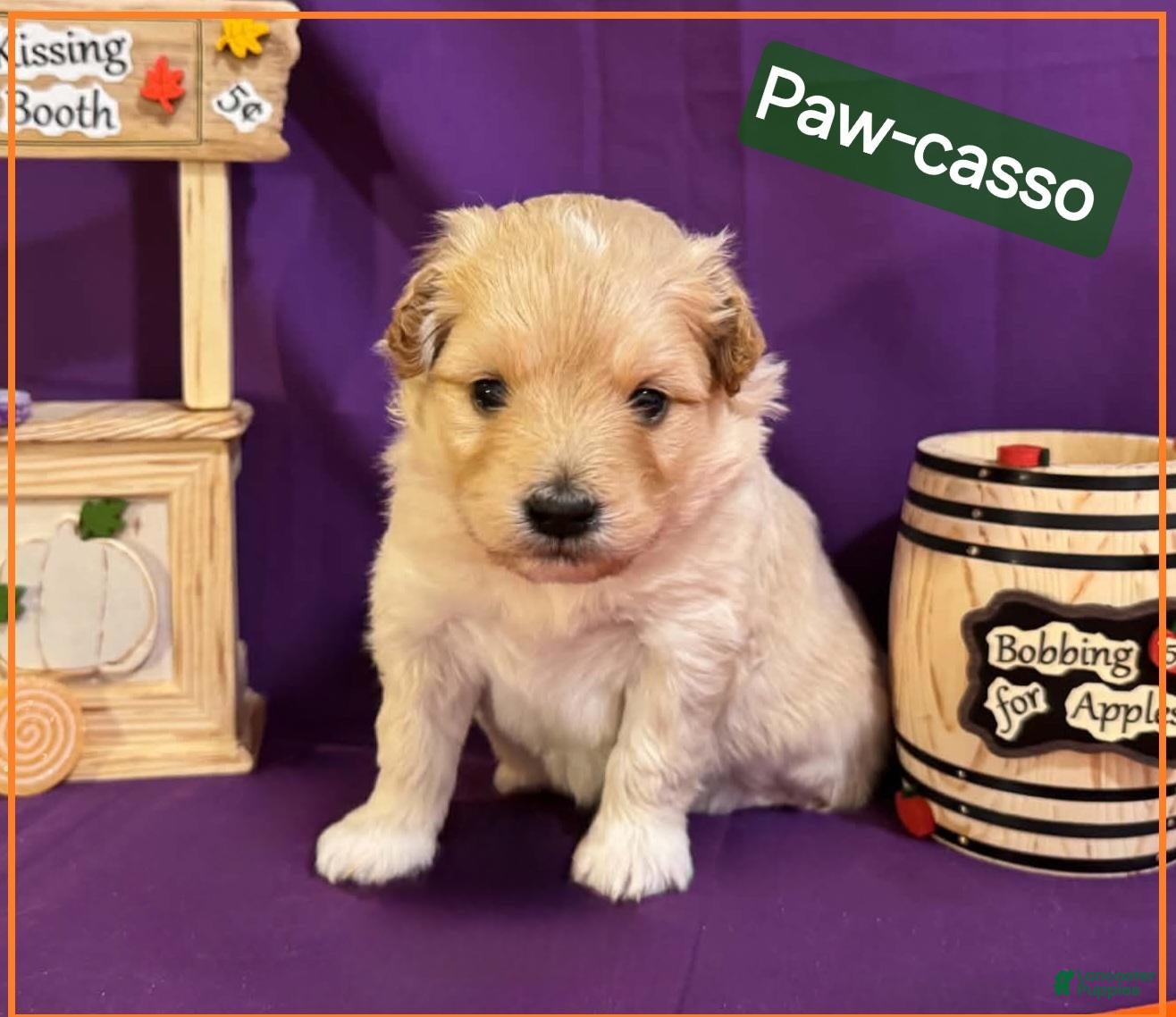 Mixed Breed dogs for sale: Samoyed - Poodle Doodle Sammypoo 3 - Ad 4