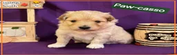 Mixed Breed dogs for sale: Samoyed - Poodle Doodle Sammypoo 3 - Ad 1