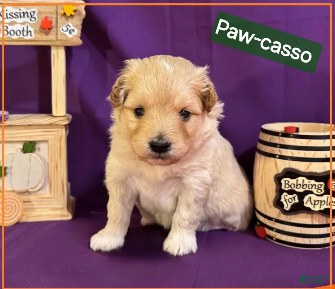 Mixed Breed dogs for sale: Samoyed - Poodle Doodle Sammypoo 3 - Ad 1