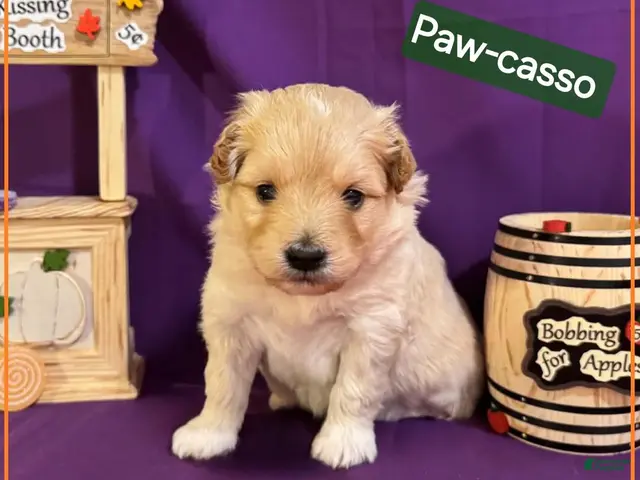 Mixed Breed dogs for sale: Samoyed - Poodle Doodle Sammypoo 3 - Ad 1