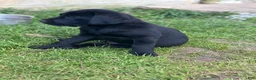 Labrador Retriever dogs for sale: Labrador Retriever 1 - Ad 5