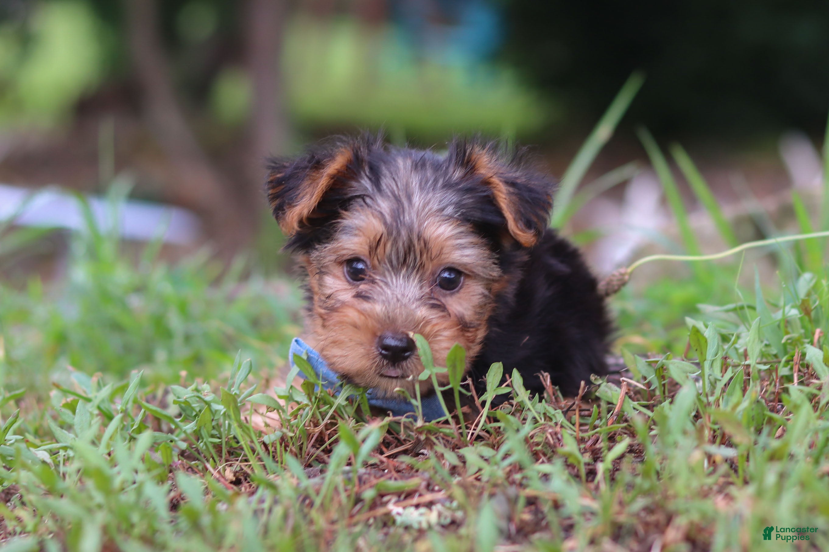 Yorkshire Terrier dogs Max - Ad 2