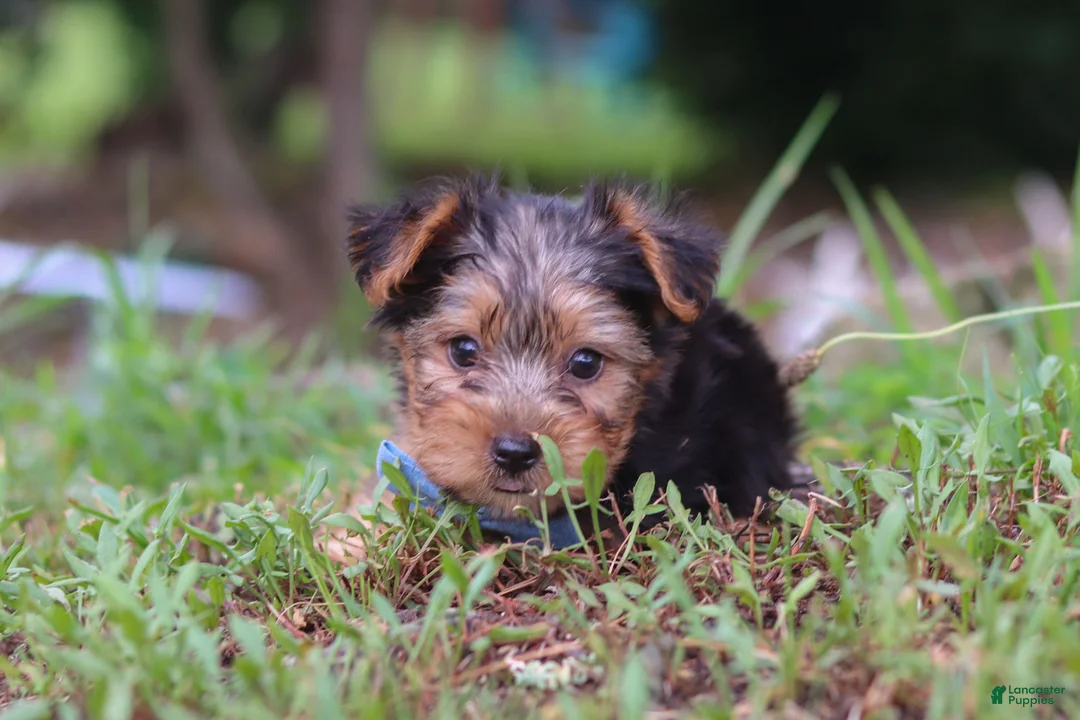 Yorkshire Terrier dogs for sale: Max - Ad 2
