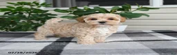 Maltipoo dogs for sale: Lila  - Ad 4