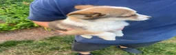 Mixed Breed dogs for sale: Mixed Breed 1 - Ad 2