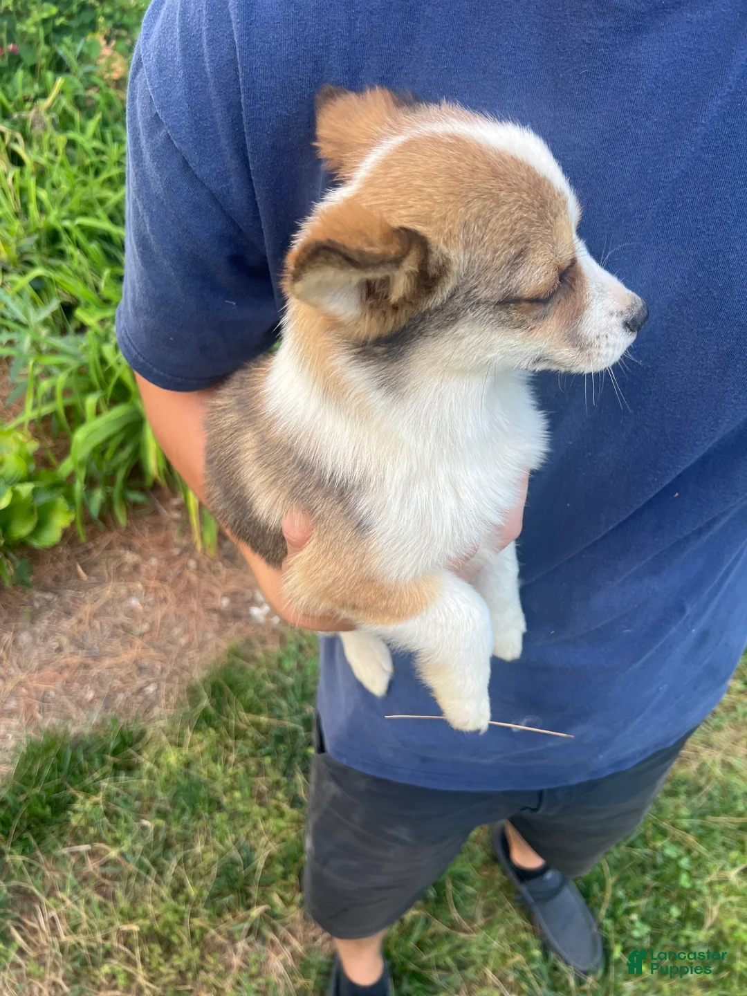 Mixed Breed dogs for sale: Mixed Breed 1 - Ad 2