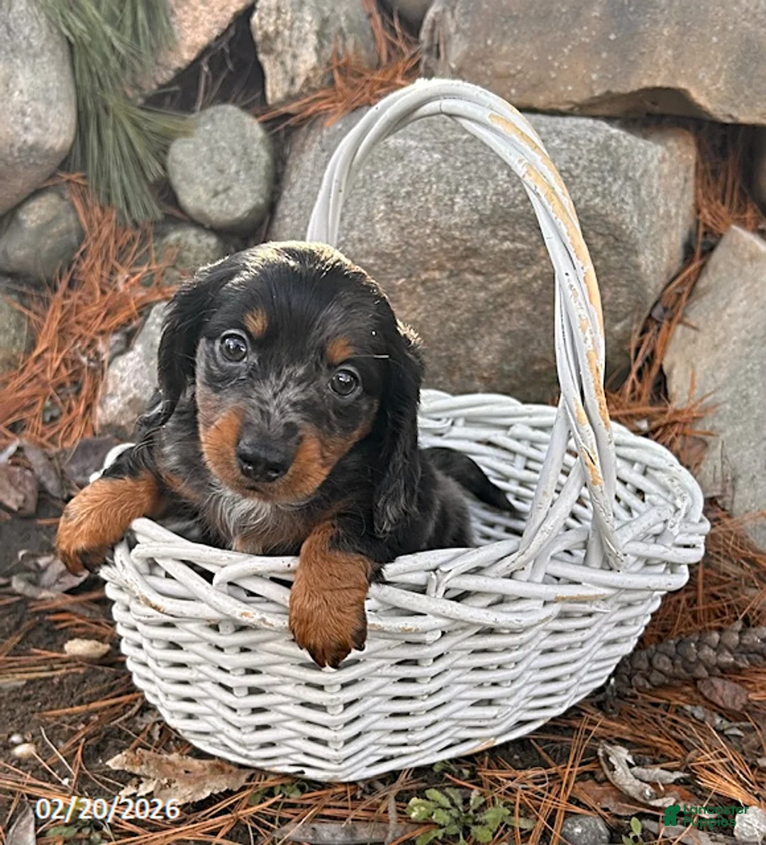 Miniature Dachshund dogs for sale: Otis - Ad 1