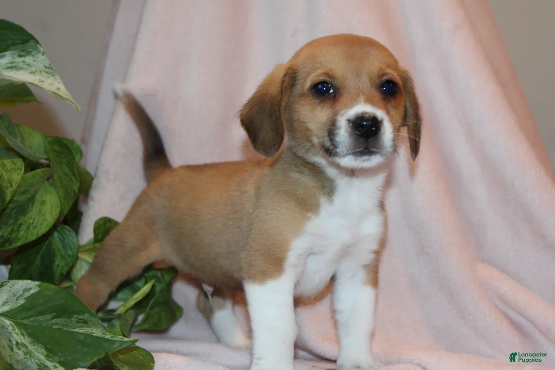 Mixed Breed dogs for sale: Knox - Ad 2