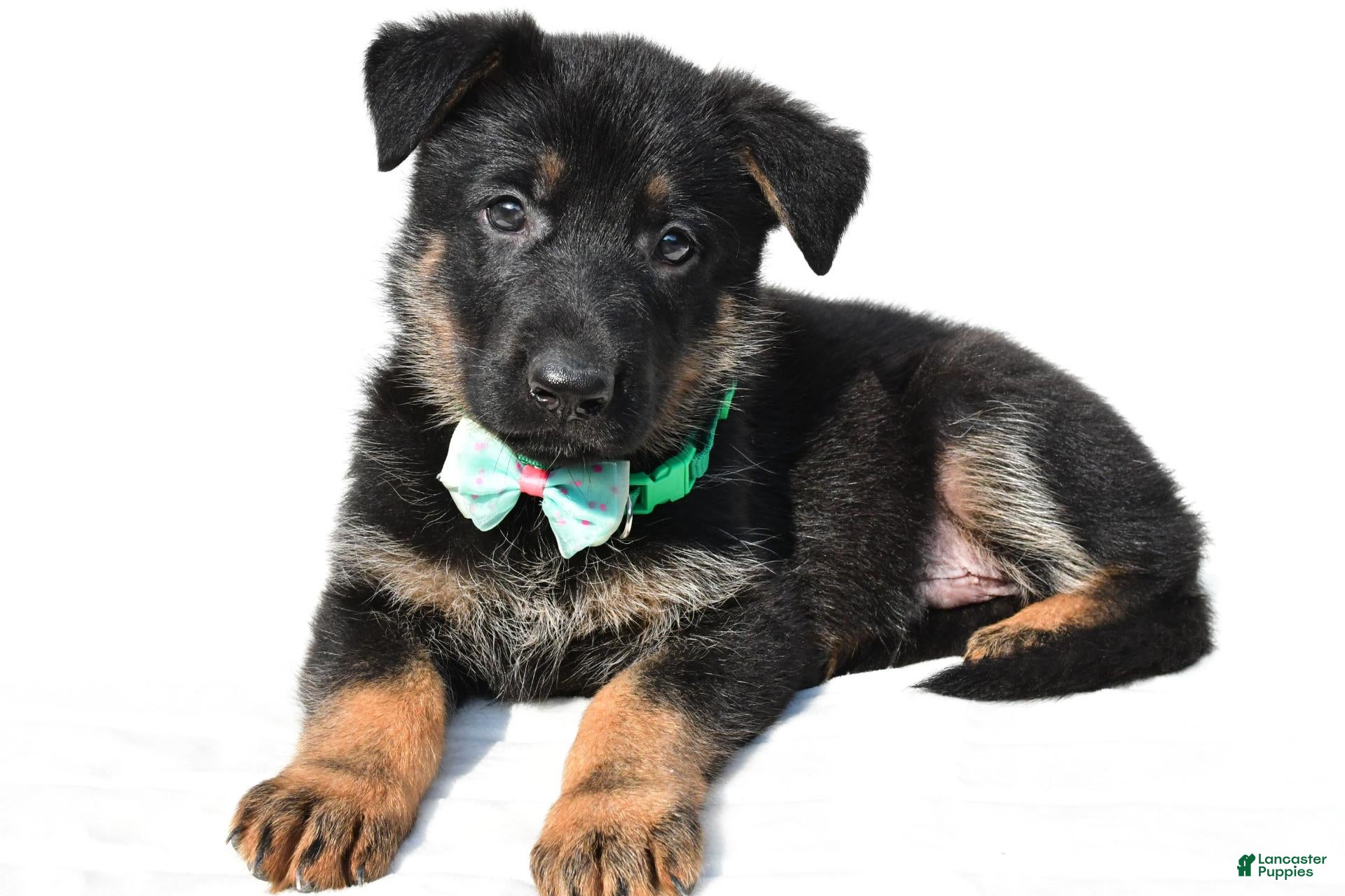German Shepherd dogs Leo - Ad 2