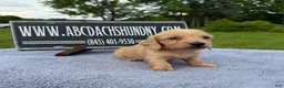 Miniature Dachshund dogs for sale: South African AKC Carrie’s Choc CR - Ad 9
