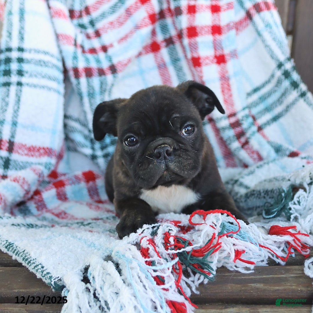 Mixed Breed dogs for sale: Joey - Ad 3