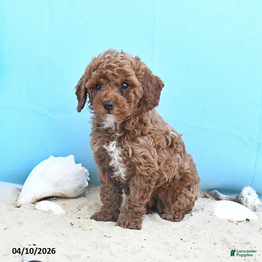 Yorkiepoo dogs Cathy - Ad 1