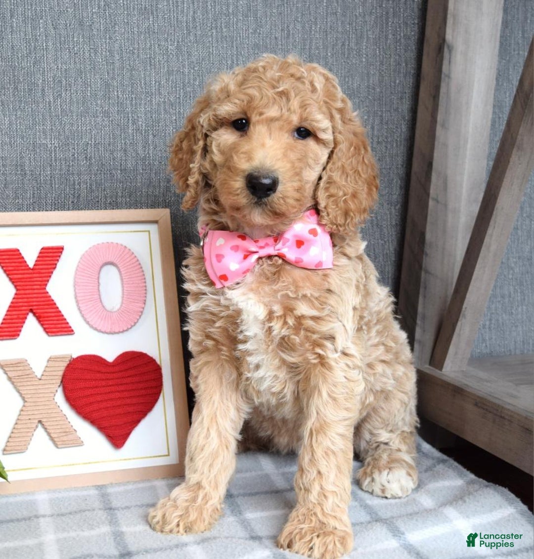 Standard Poodle dogs for sale: Camilla  - Ad 6