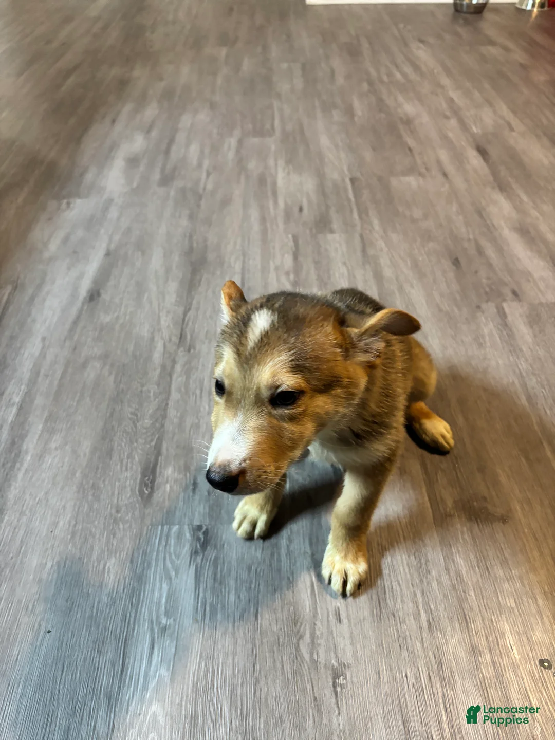 Mixed Breed dogs for sale: Caramel - Ad 2