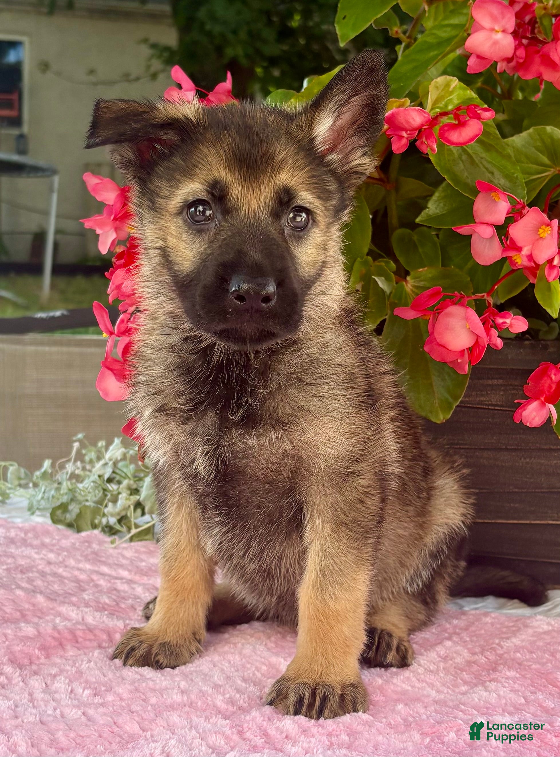 German Shepherd dogs Star  - Ad 1
