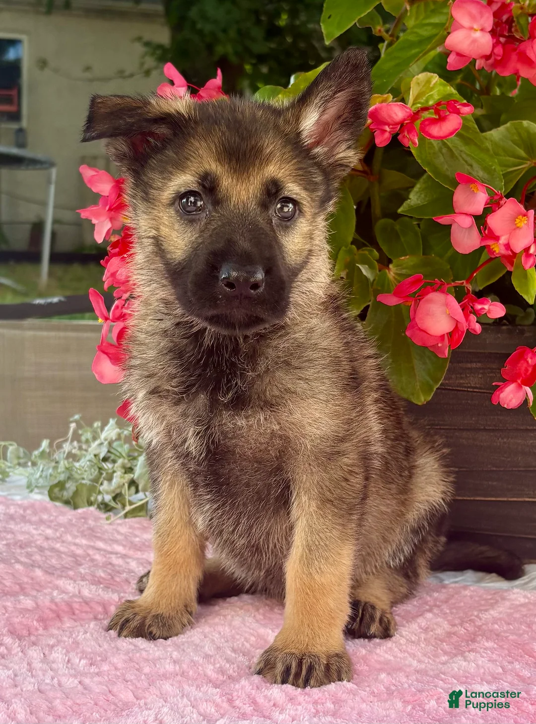 German Shepherd dogs for sale: Star  - Ad 1