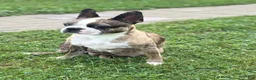 Frenchton dogs for sale: Kit - Ad 5