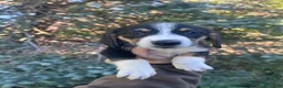 Mixed Breed dogs for sale: Female #6 - Ad 4