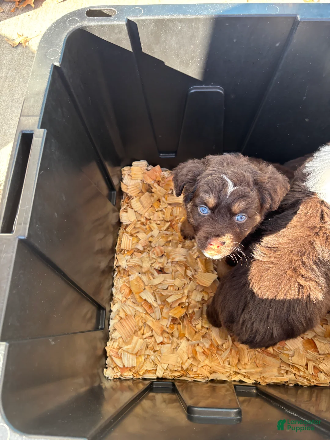 Miniature Australian Shepherd dogs for sale: Miniature Australian Shepherd Puppy 4 - Ad 2