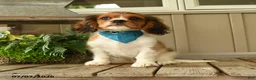 Cavachon dogs for sale: Watcher - Ad 1