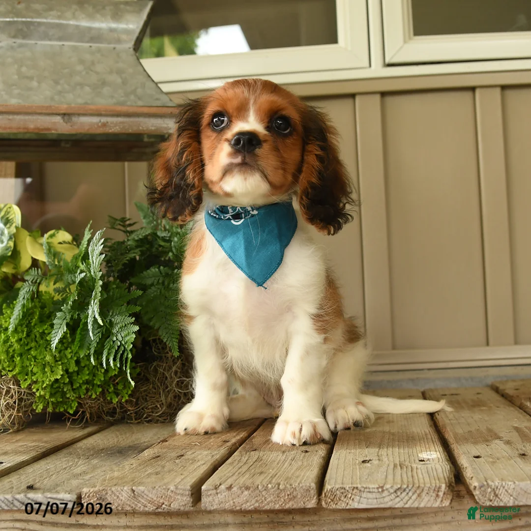 Cavachon dogs for sale: Watcher - Ad 1