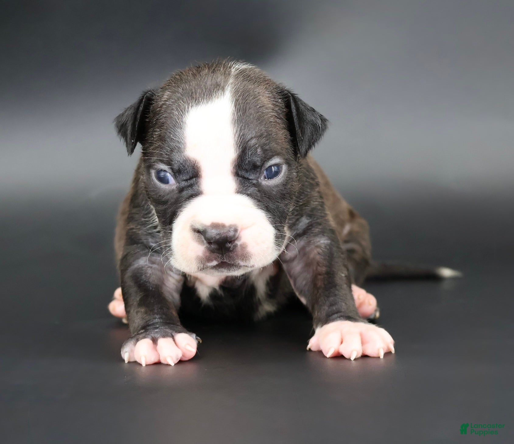 American Bully dogs Nyla - XL - ABKC - Ad 1