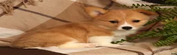 Welsh Corgi Pembroke dogs for sale: Jessica - Ad 5